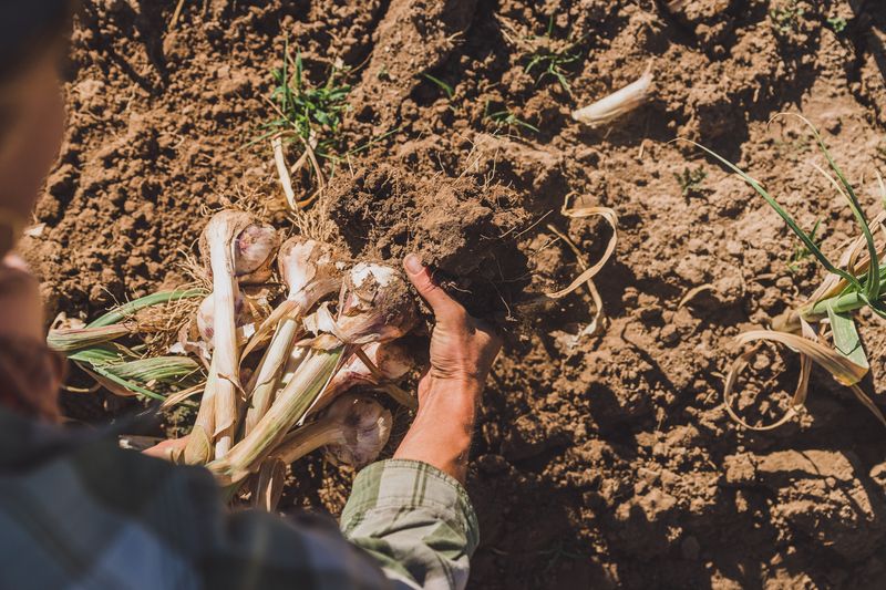 Prevent Disease With Crop Rotation