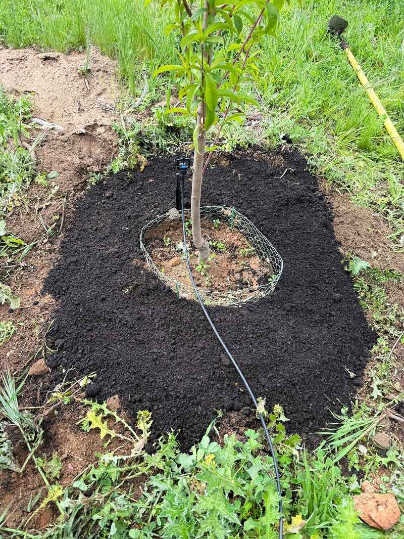 Deploy Compost Bags Around Trees