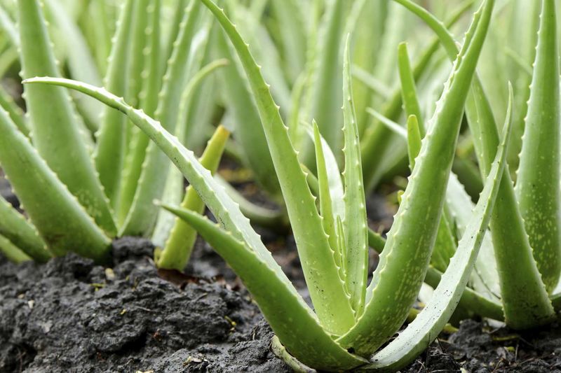 Aloe Vera Clusters