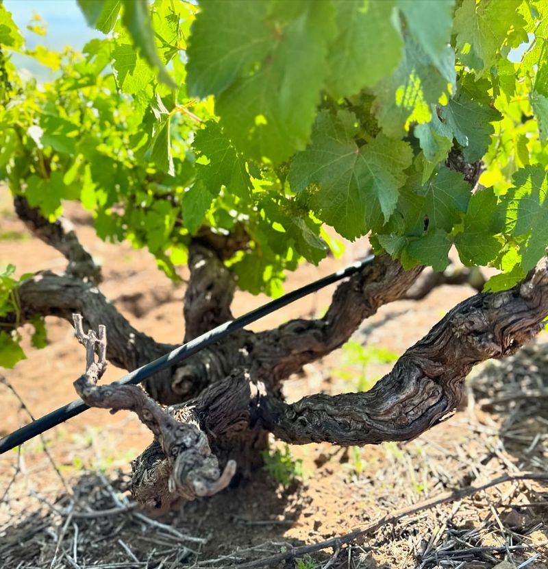 Mature Grape Vines