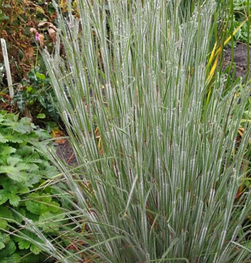 Little Bluestem: Graceful Native Grass