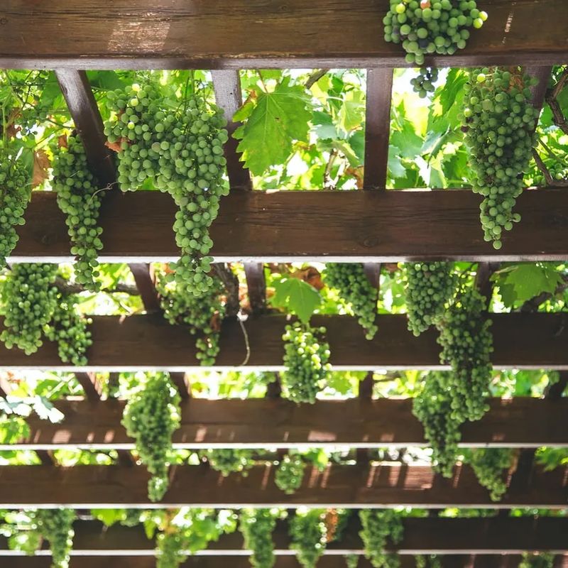 Muscadine Grape Arbor
