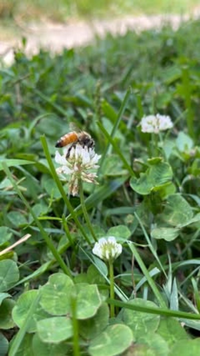 White Dutch Clover
