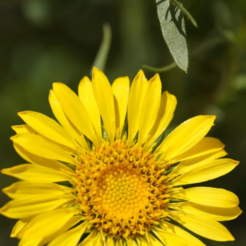 Gumweed