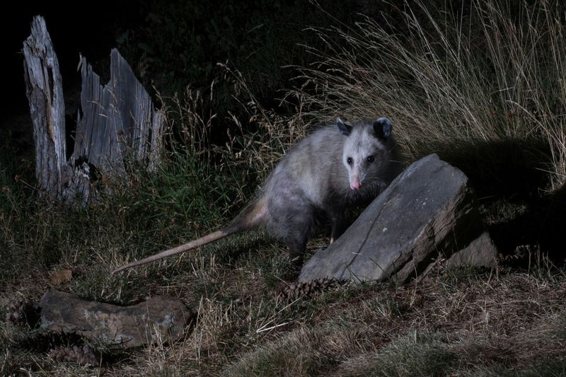 Opossums: Nature's Cleanup Crew
