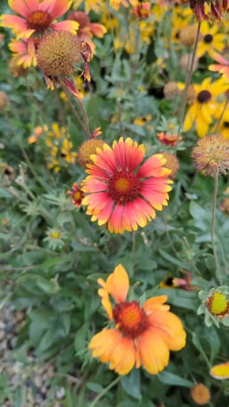 Sundancer Daisy