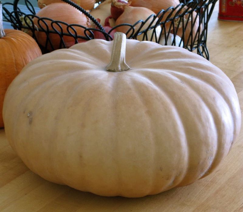 Long Island Cheese Squash