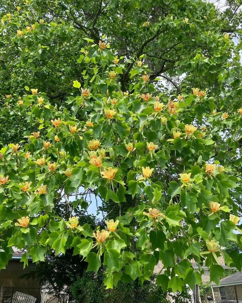 Tulip Poplar