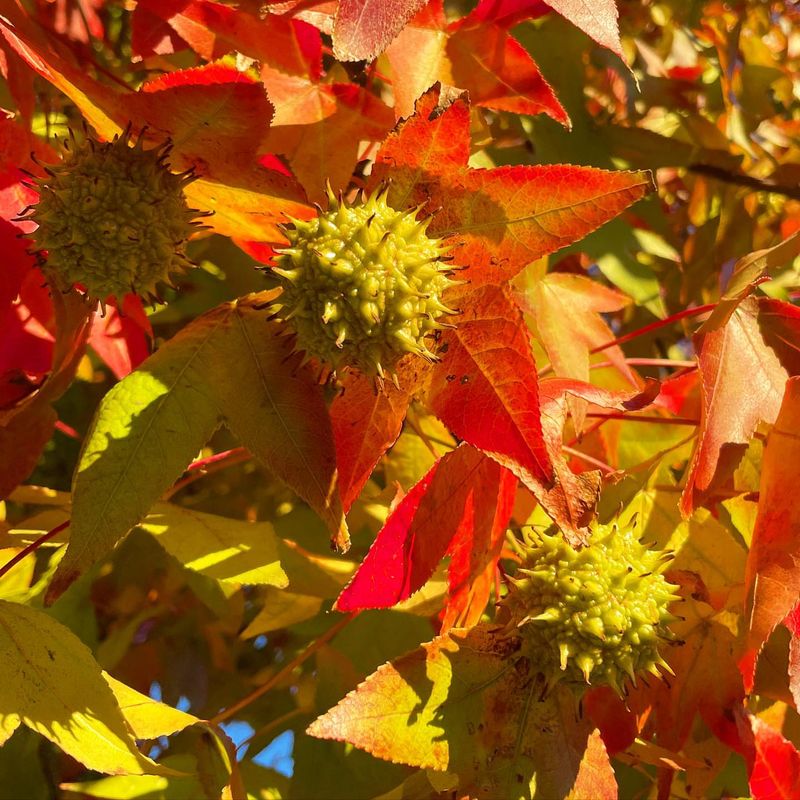 Sweetgum And Its Seed Pods