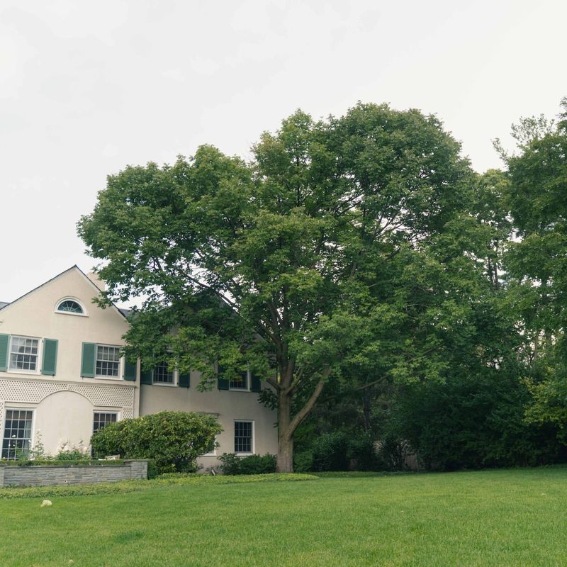 Ash Tree Aftermath