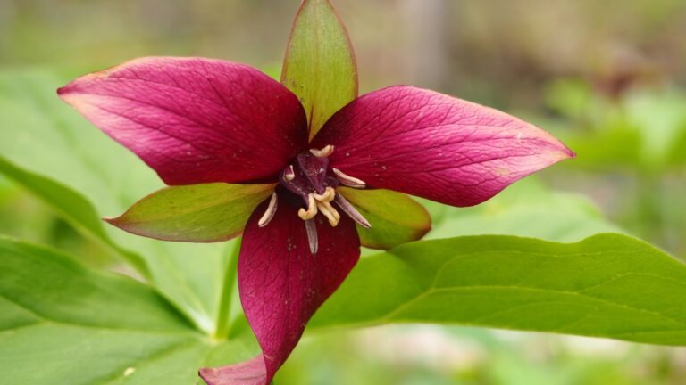 red trillium