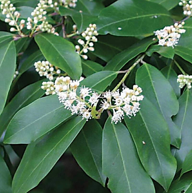 Cherry Laurel (Prunus caroliniana)