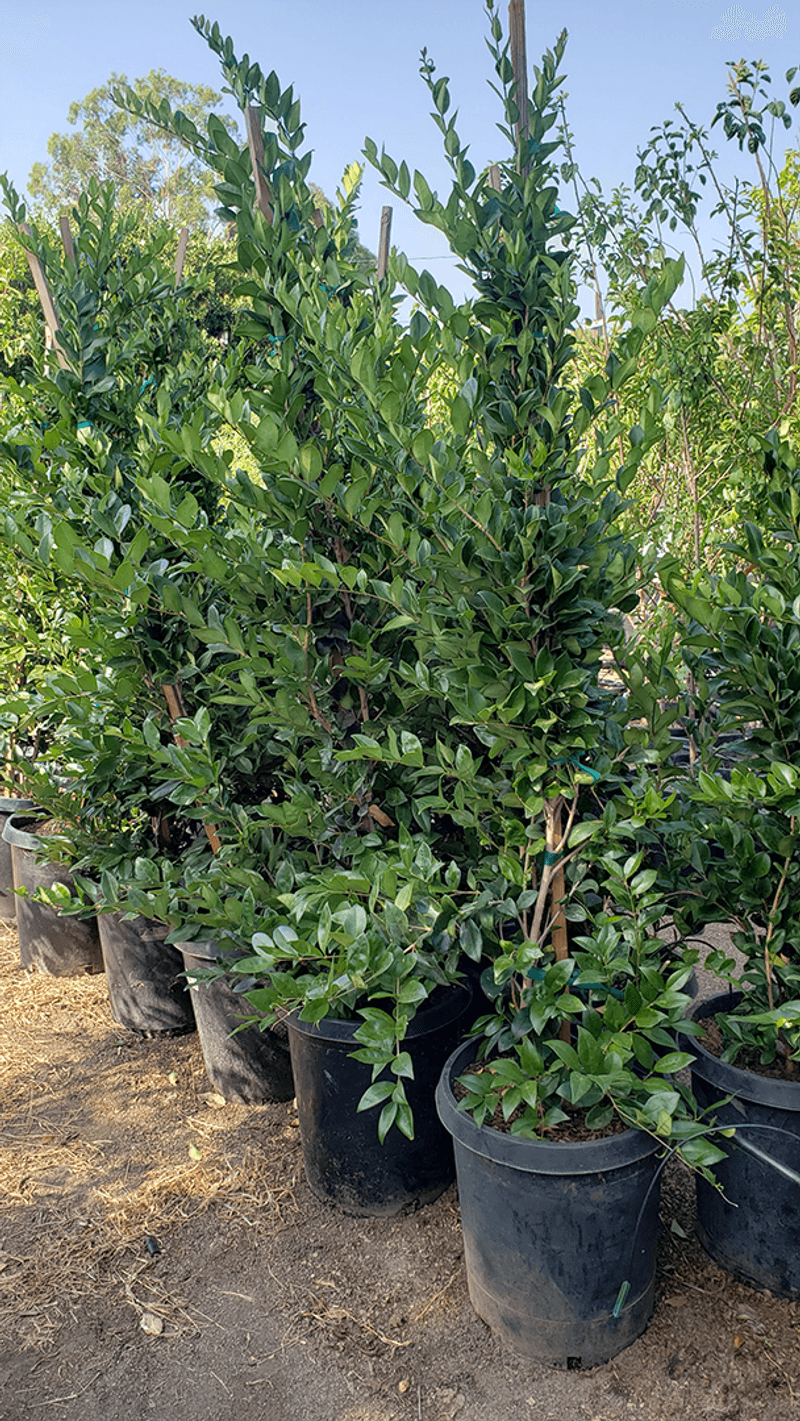 Ligustrum's Privacy Problem