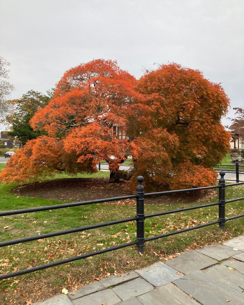 Japanese Maple