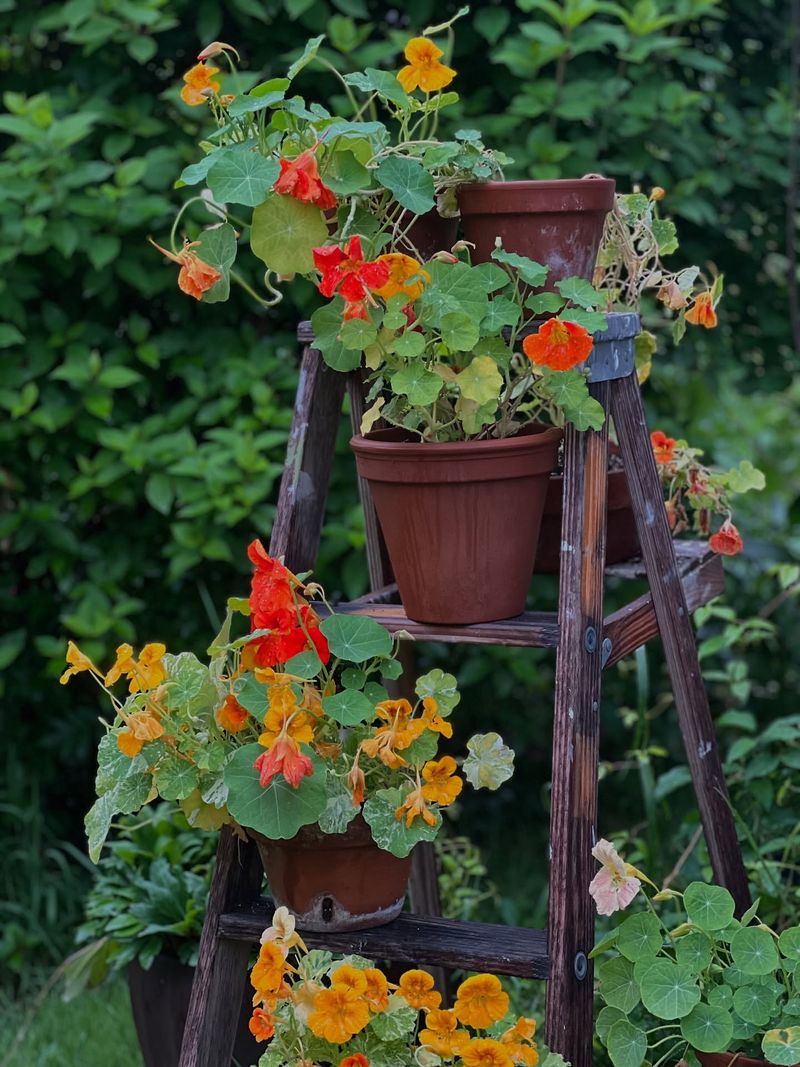 Nasturtiums