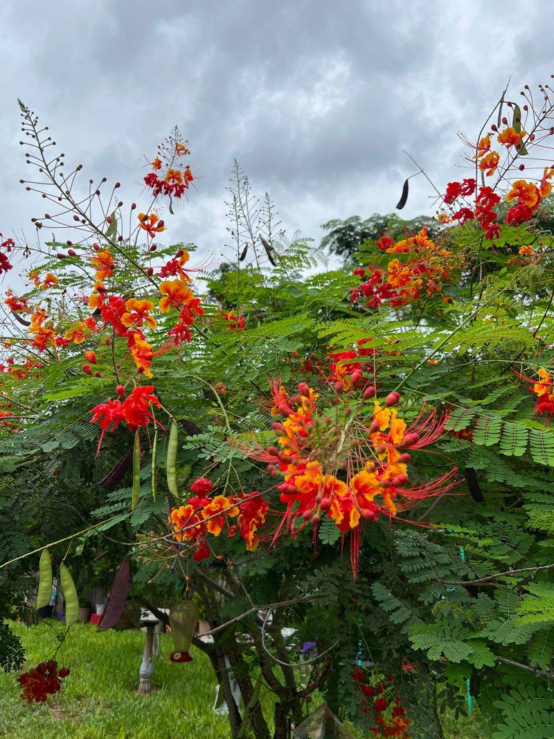 Mexican Bird Of Paradise