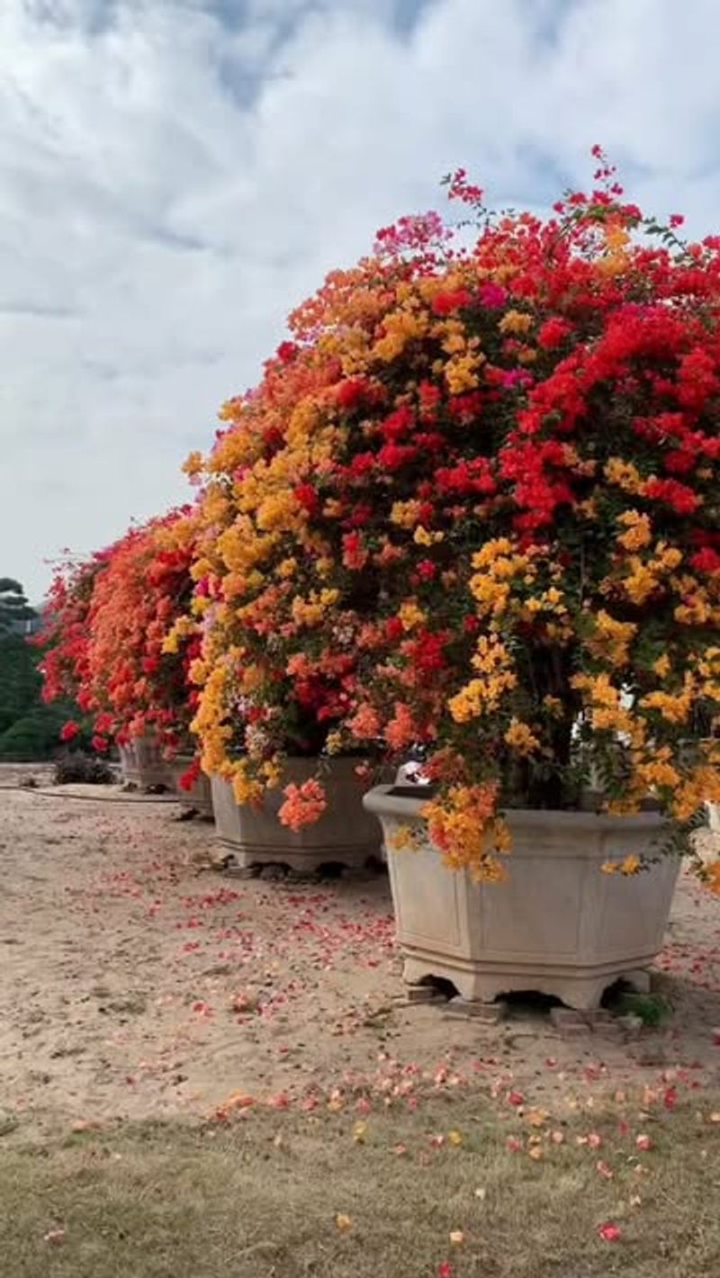 Bougainvillea