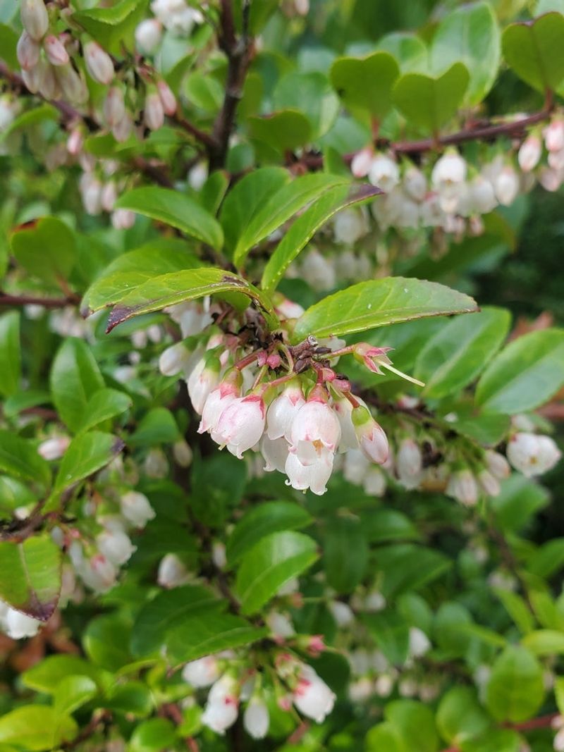 Evergreen Huckleberry (Vaccinium ovatum)