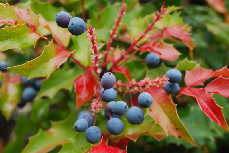 Oregon Grape (Mahonia aquifolium)