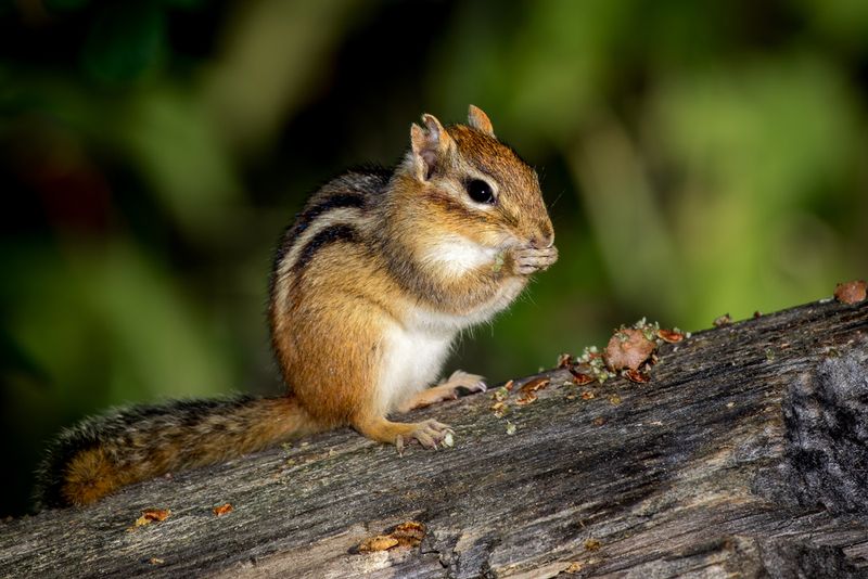 Eastern Chipmunk
