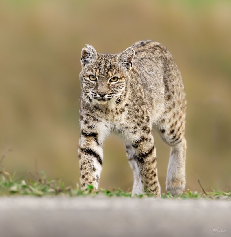 Bobcats