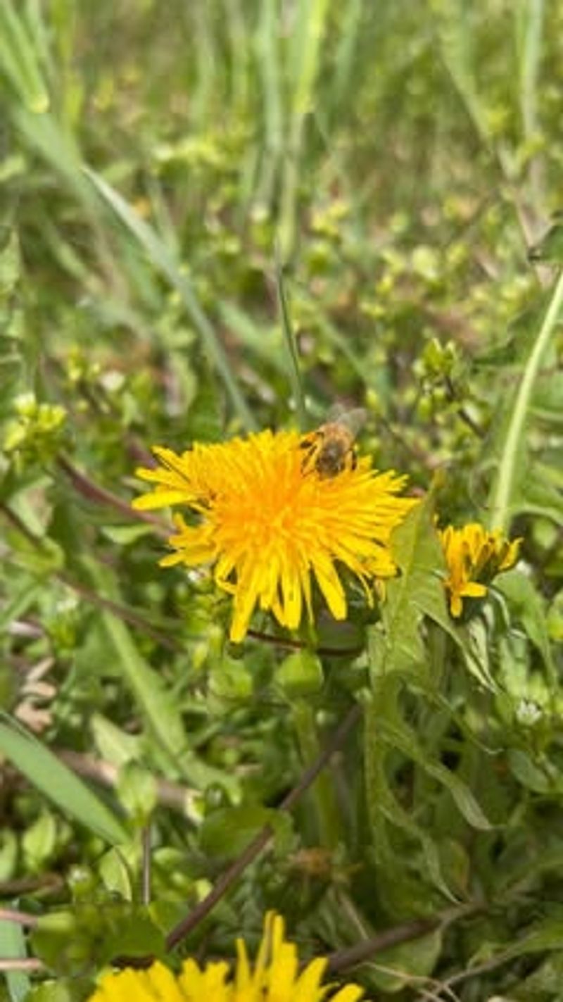 Dandelion
