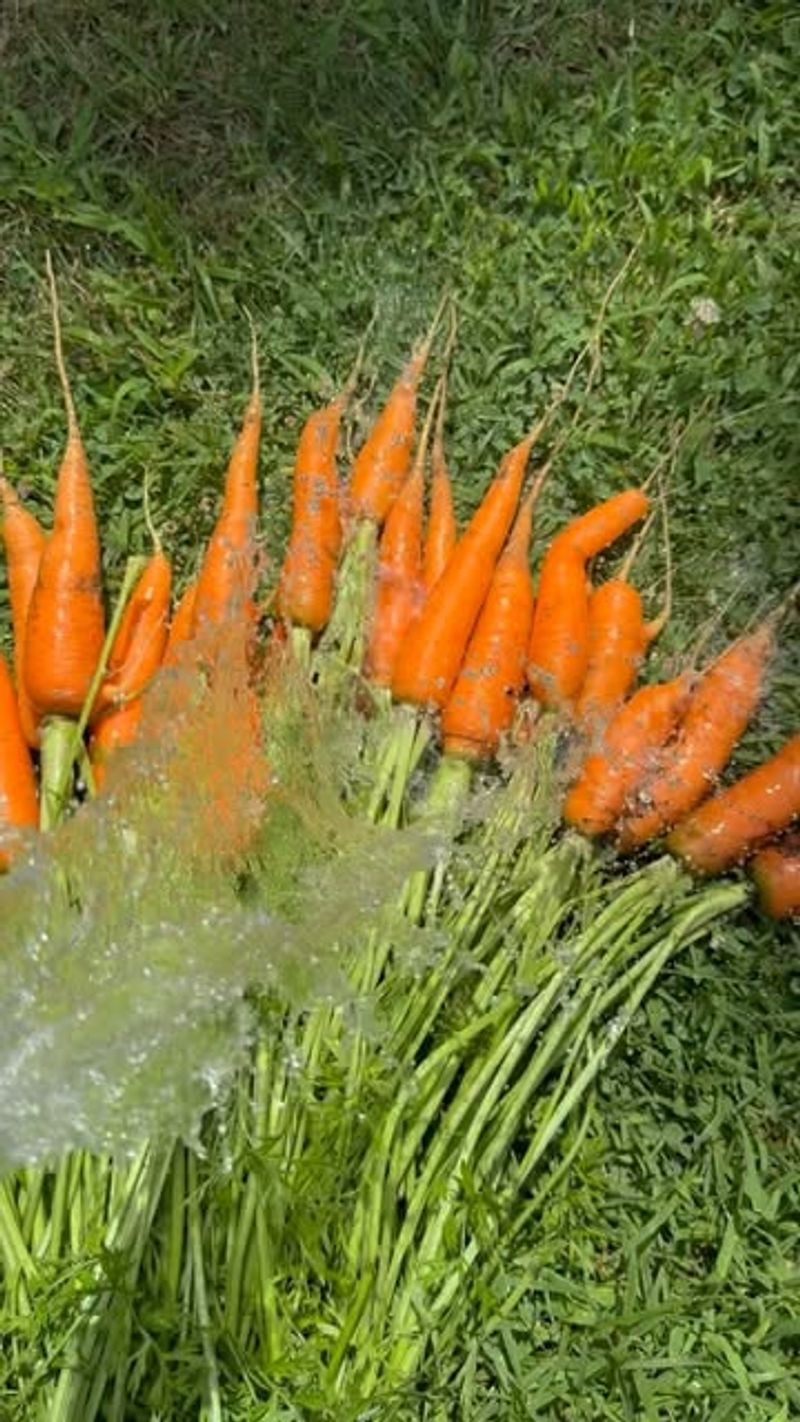Soil Improvement Benefits