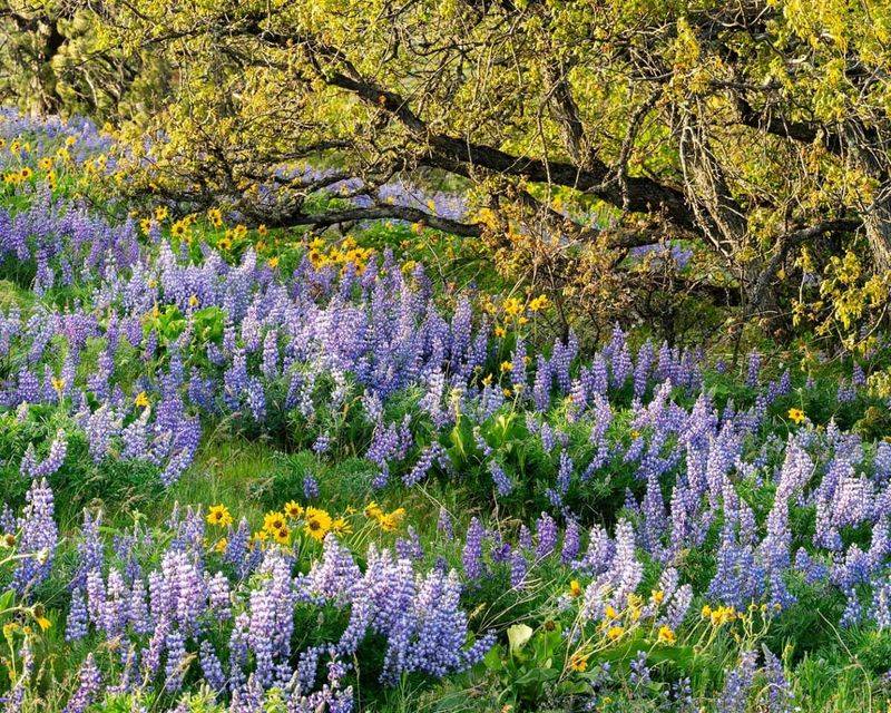 Coping With Oregon's Varied Microclimates