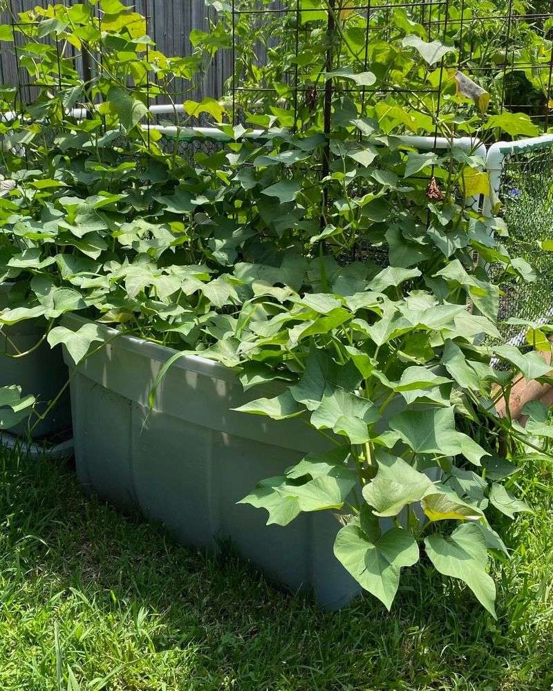 Balancing Nitrogen Uptake
