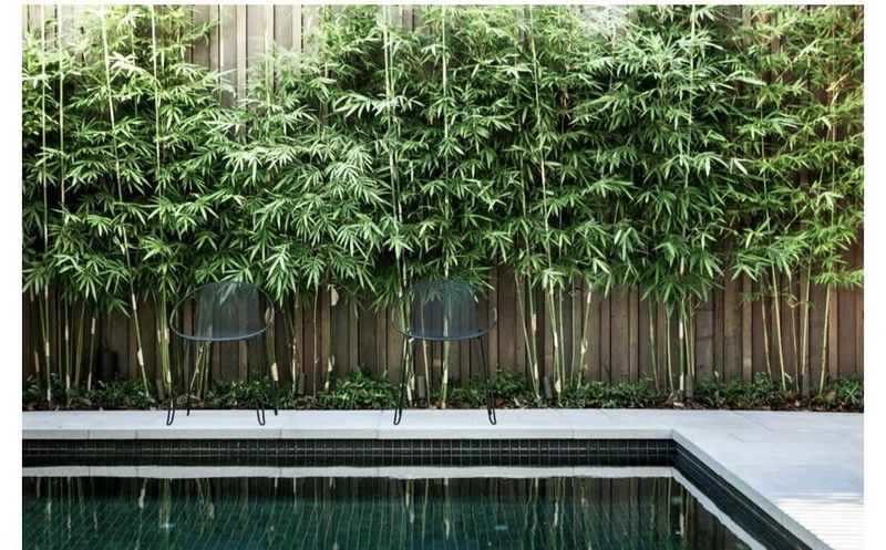 Bamboo Privacy Screen