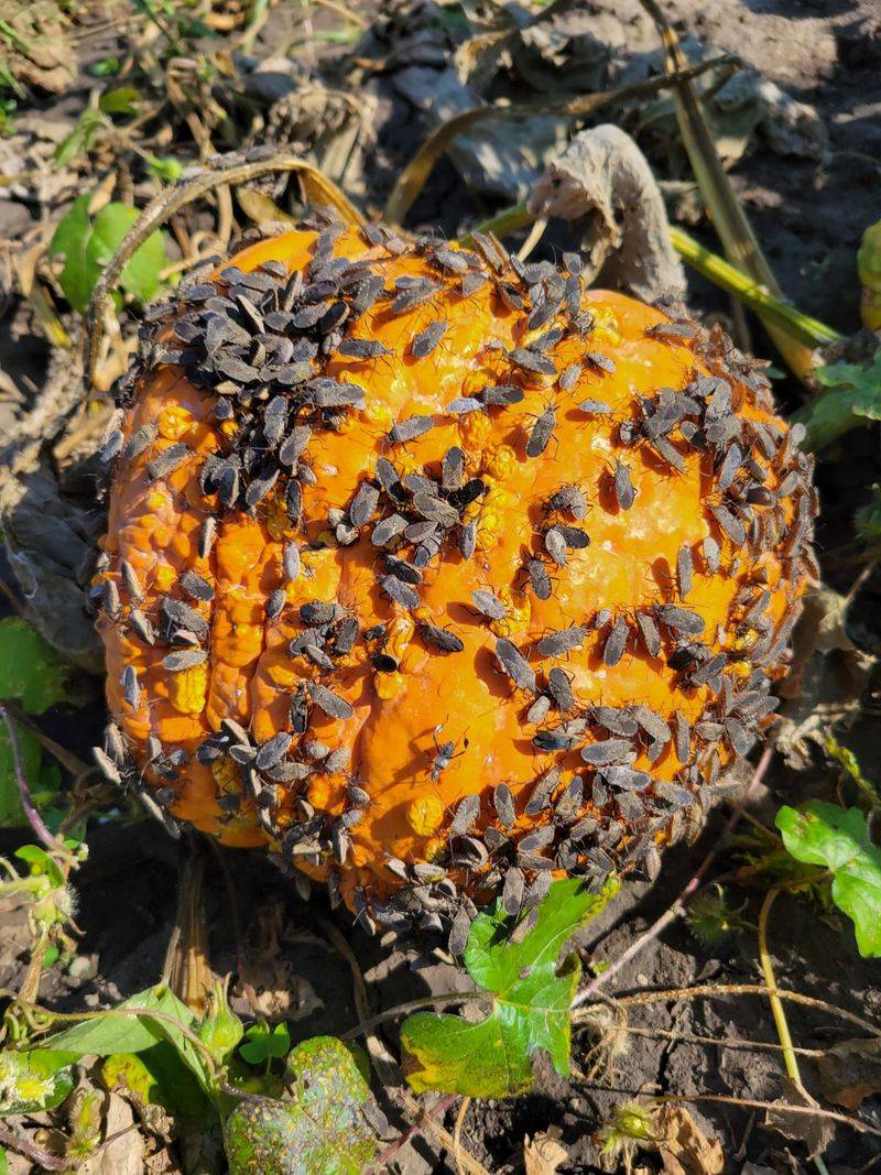 Spot-Treat Garden Pests