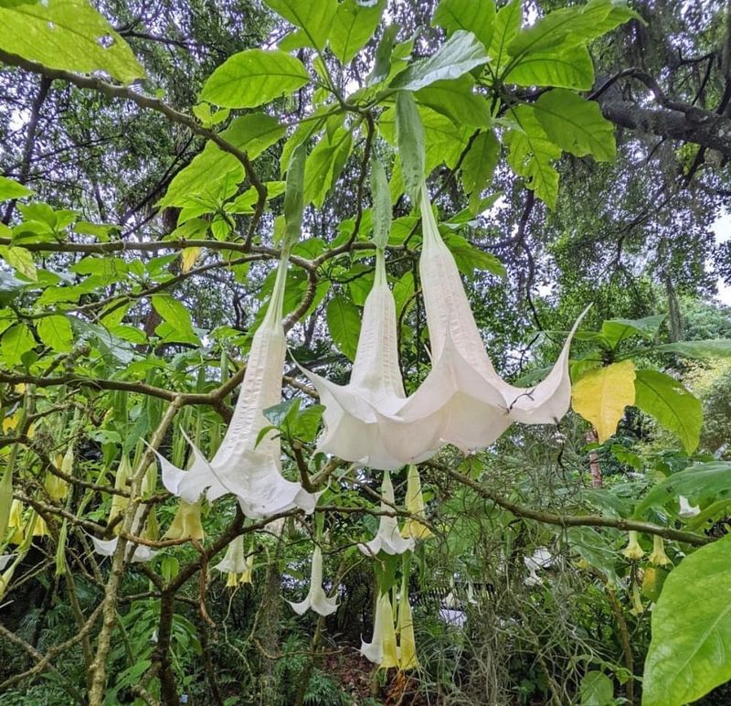 Angel's Trumpet Corners