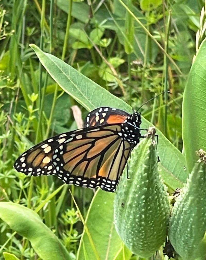 Share Milkweed Seeds