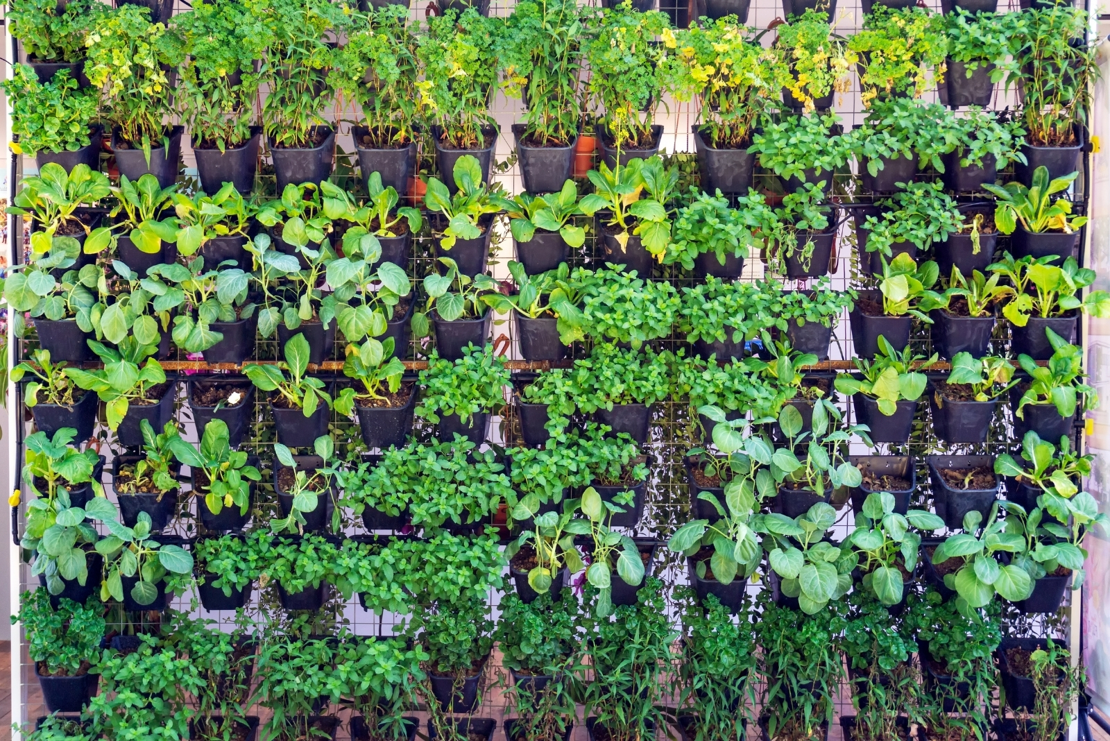Edible vegetable and herbs hydroponic gardening (featured image)