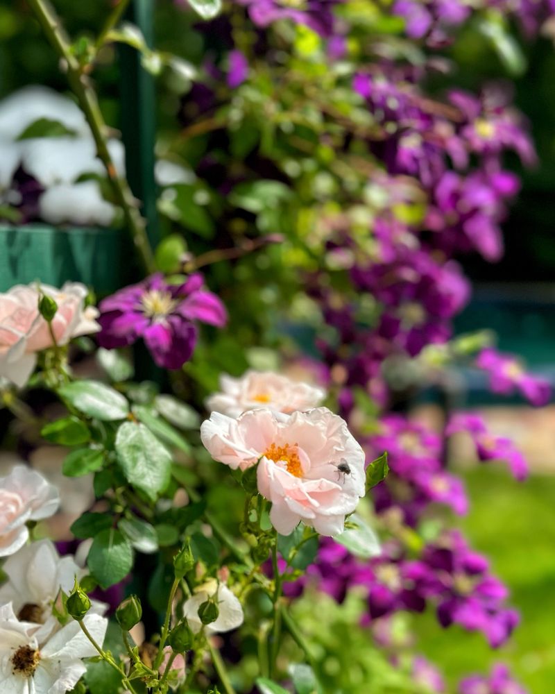 Farmhouse Kitchen Cutting Gardens