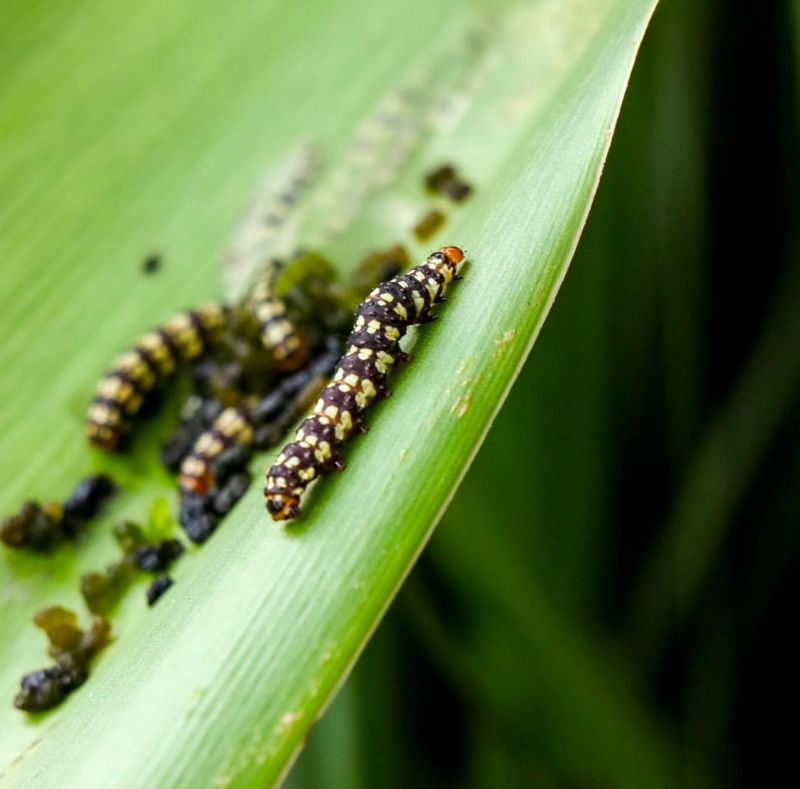 Monitor And Treat For Pests