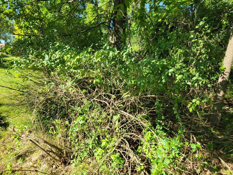 Clear Dense Vegetation