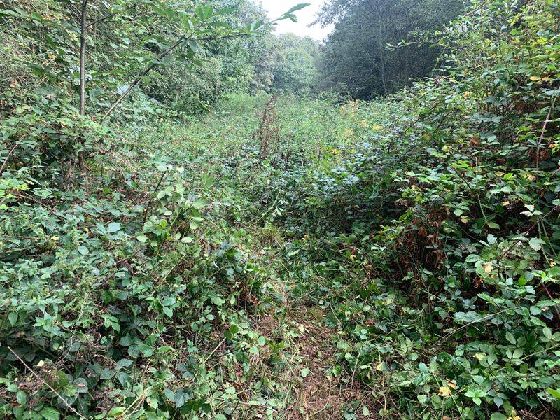 Clear Dense Vegetation