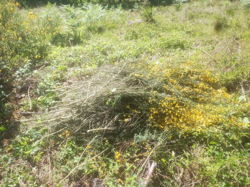 Clear Dense Vegetation