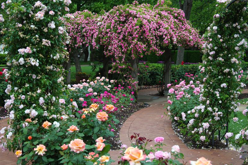 Expanded Rose Displays For Seasonal Visitors