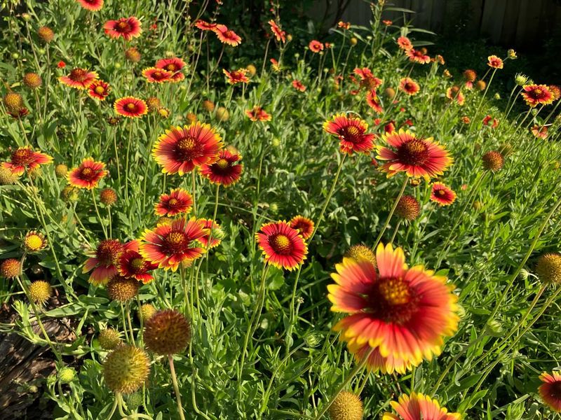 Low-Growing Blanketflower For Quick Color And Pollinators