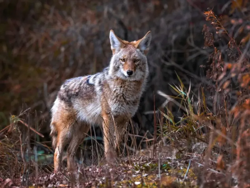 DON'T Feed Coyotes Under Any Circumstances