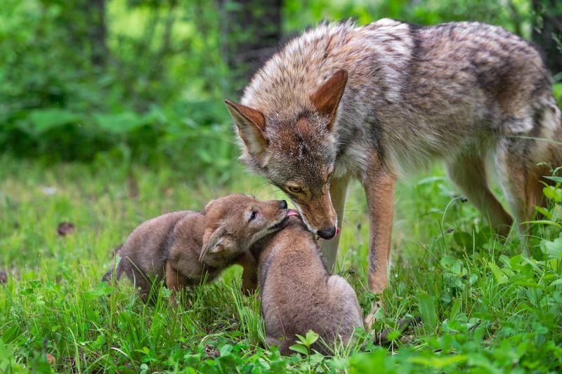 Don't Feed Coyotes
