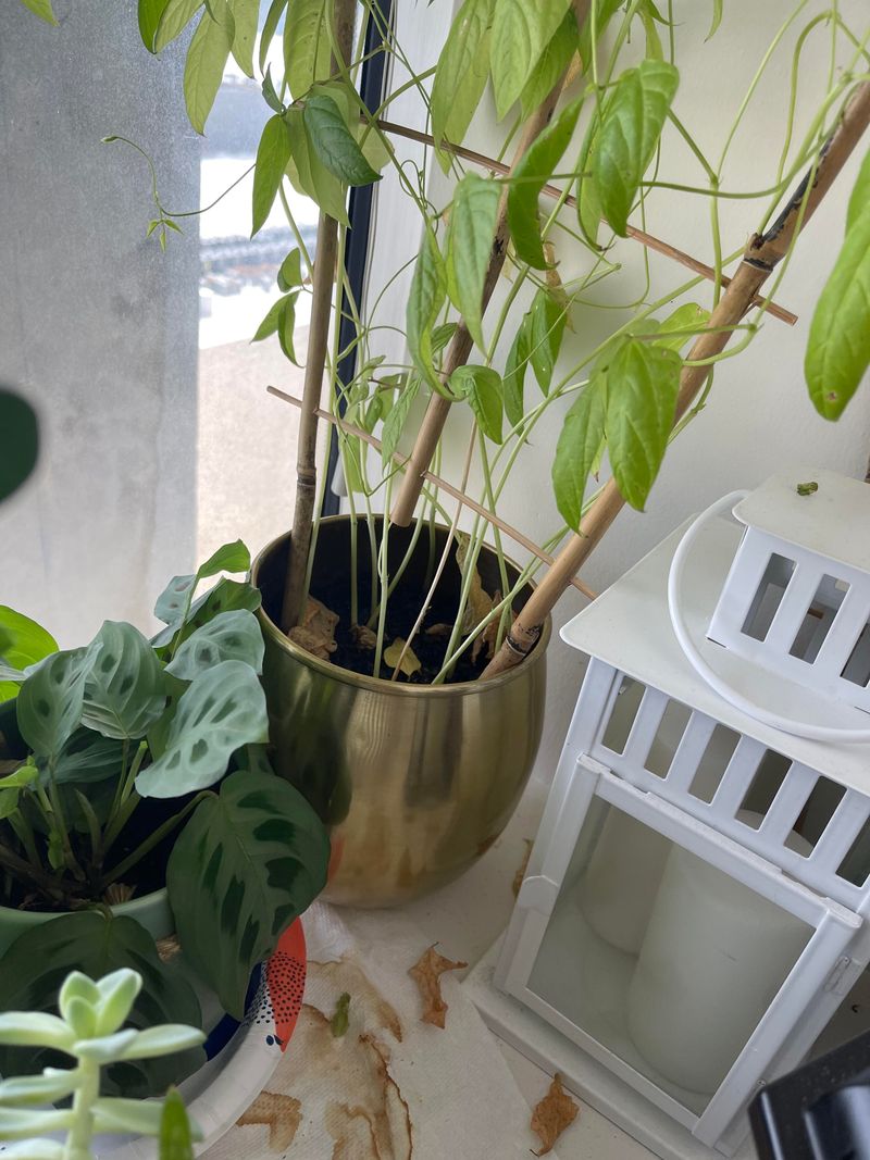Maximize Vertical Space With Wall Trellises