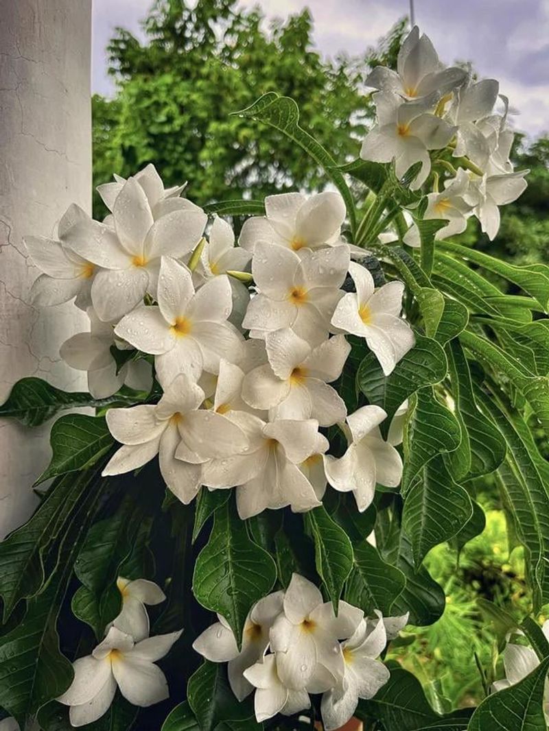 Plant Self-Seeding Tropical Flowers
