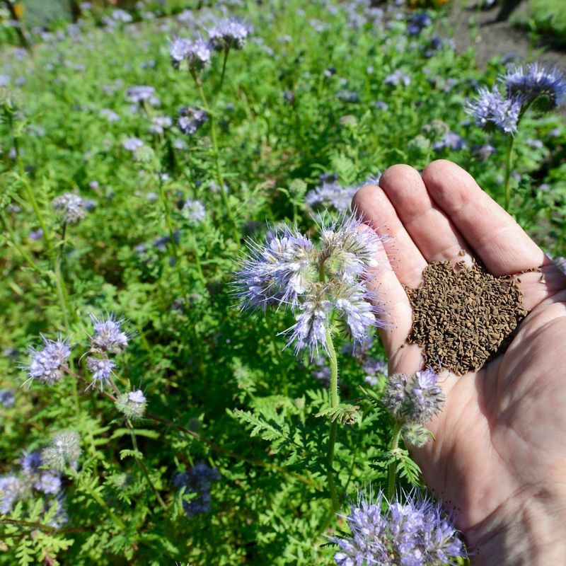 Grow Cover Crops To Boost Soil Naturally