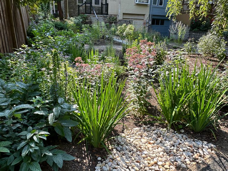 Rain Garden Installations