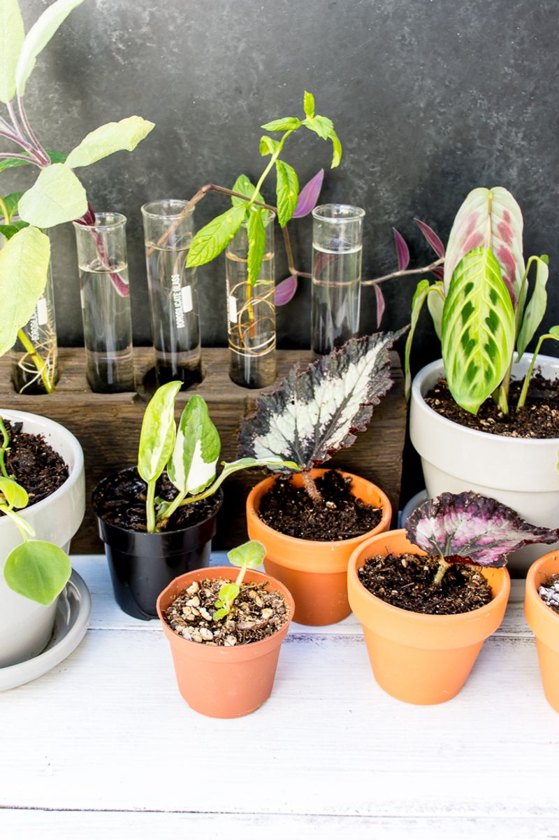 Test Tube Plant Laboratory