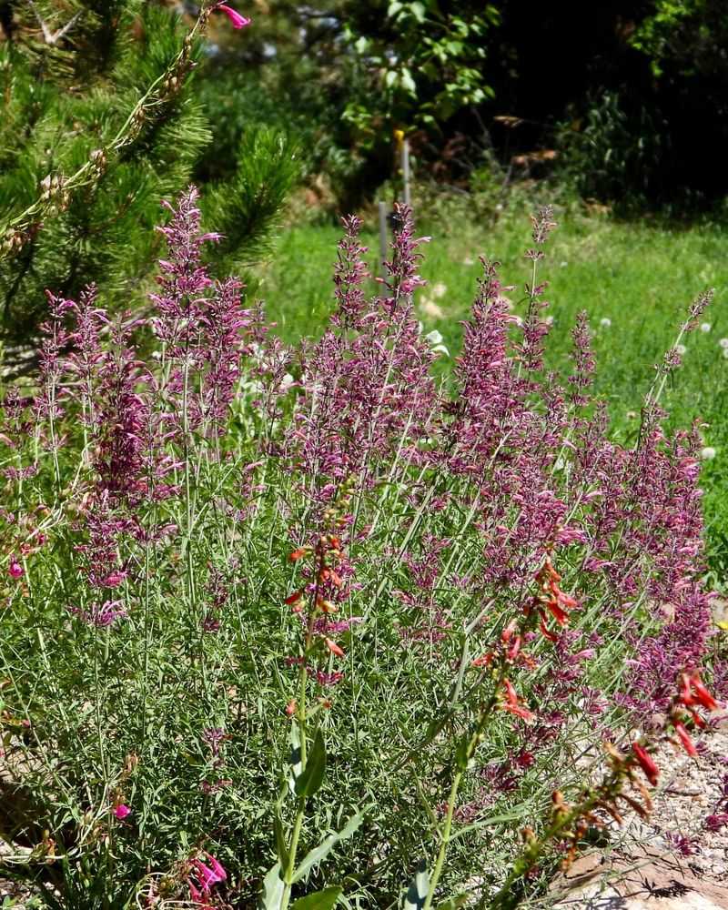 Attracts Vital Desert Pollinators