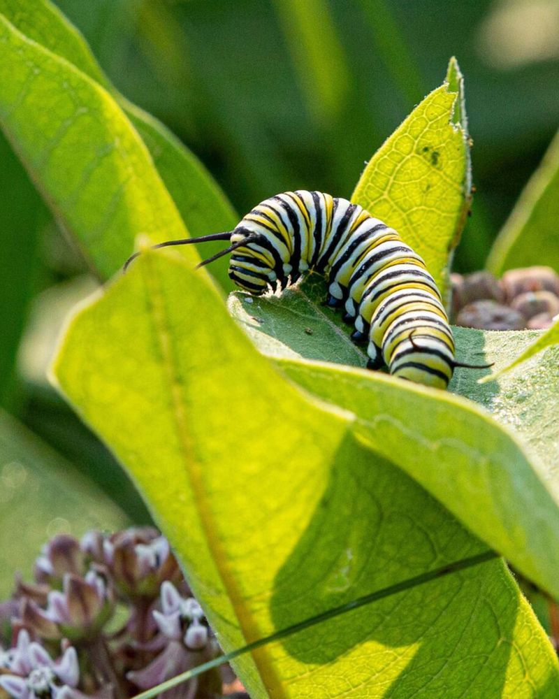 Choose Host Plants for Caterpillars